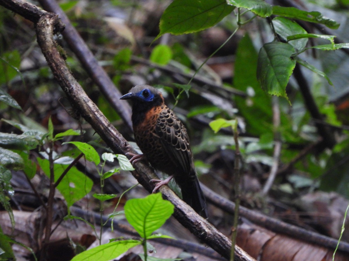 Ocellated Antbird - ML646406417