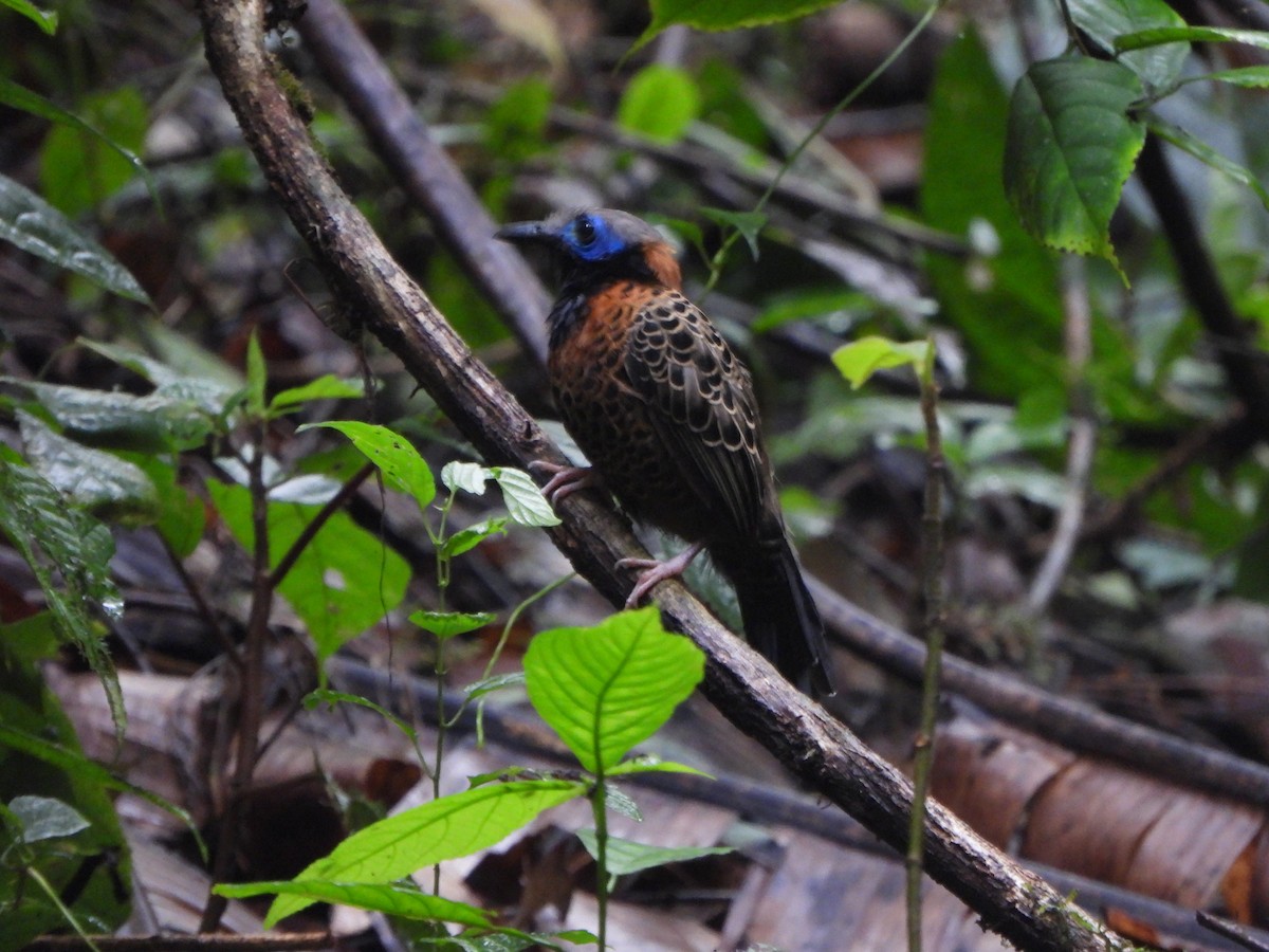 Ocellated Antbird - ML646406418