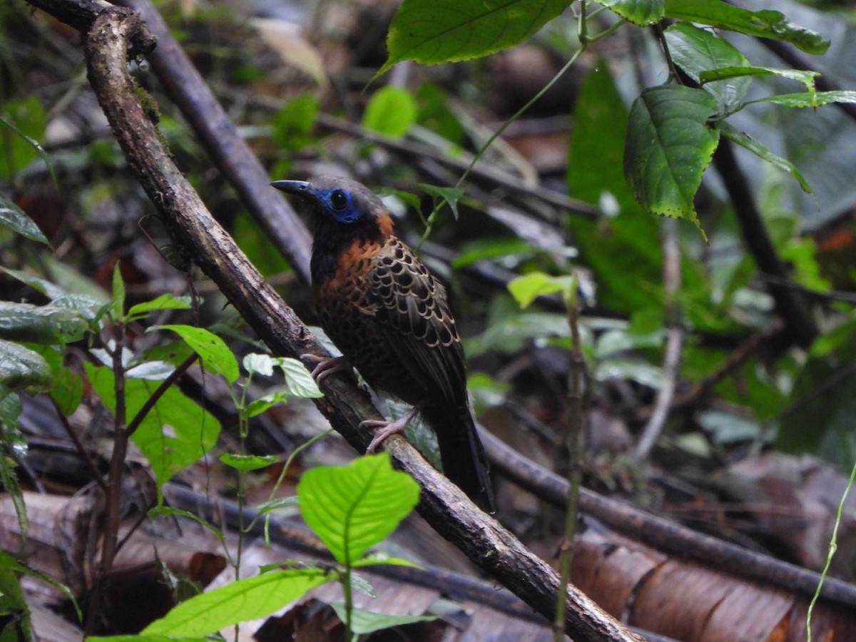 Ocellated Antbird - ML646406419