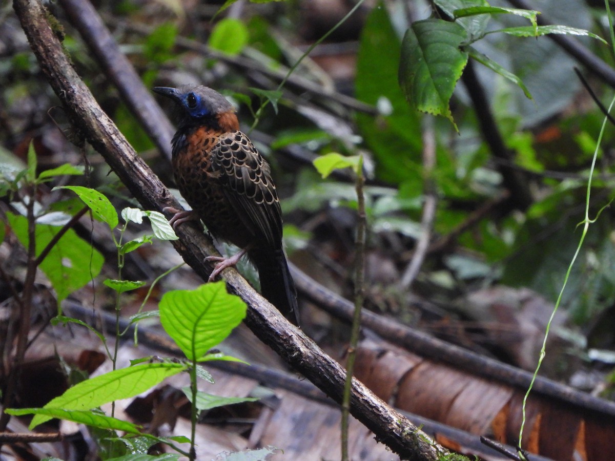 Ocellated Antbird - ML646406421