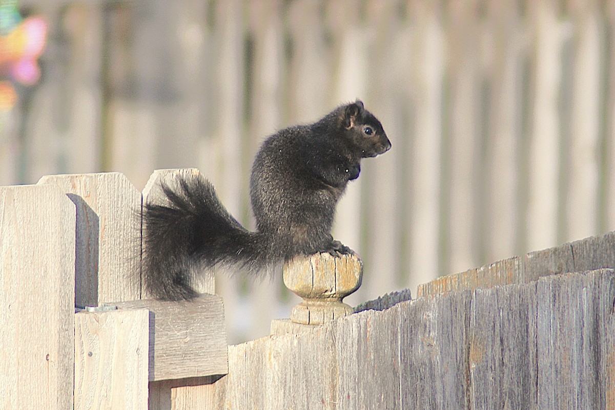 Mammals - ML646406422