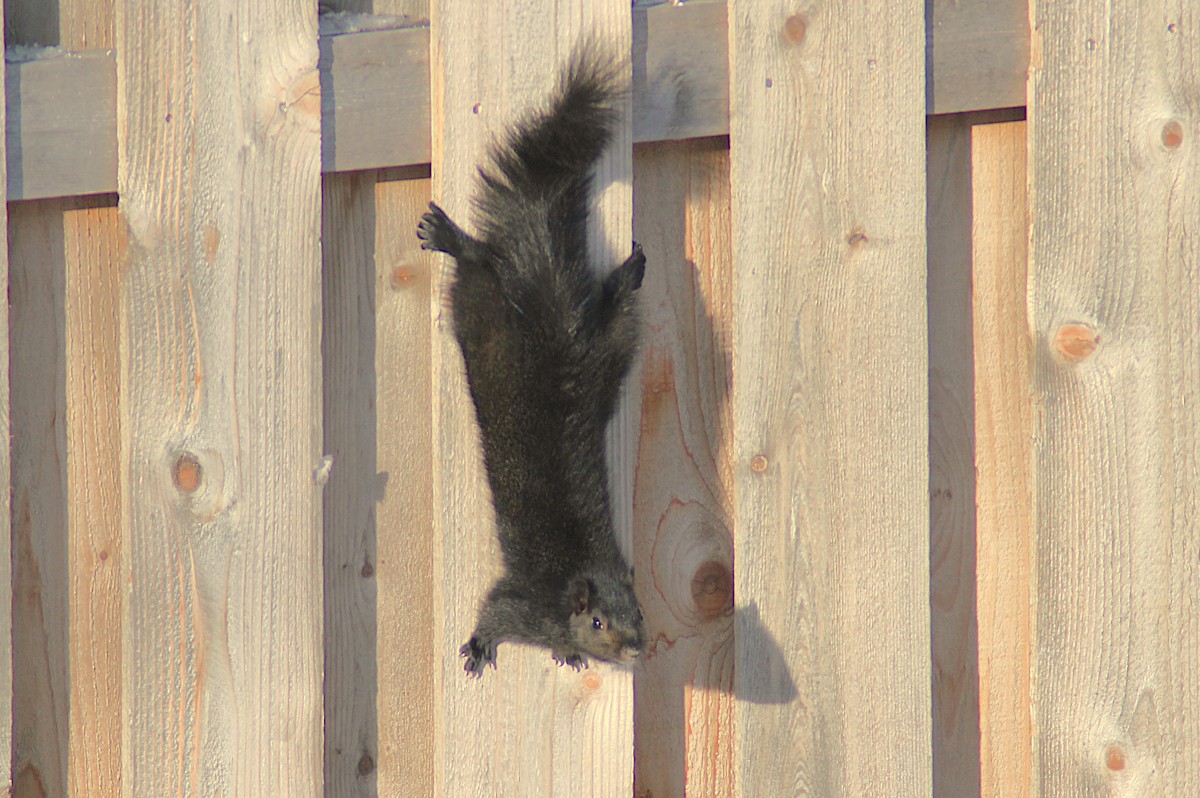 Mammals - ML646406423