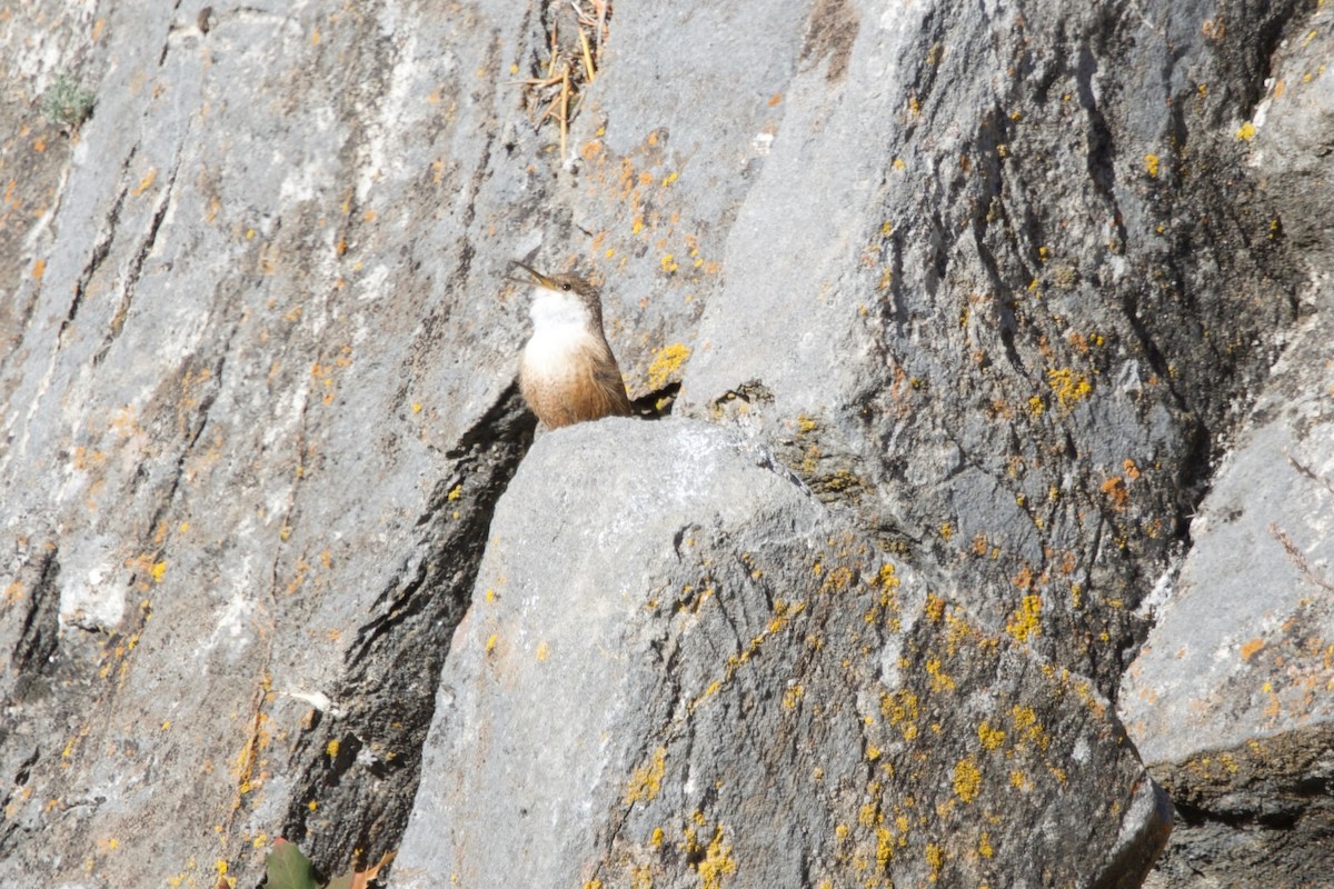 Troglodyte des canyons - ML646406424