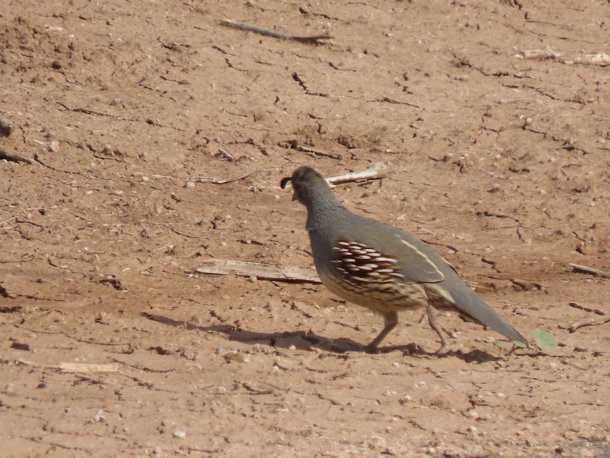 Gambel's Quail - ML646406425