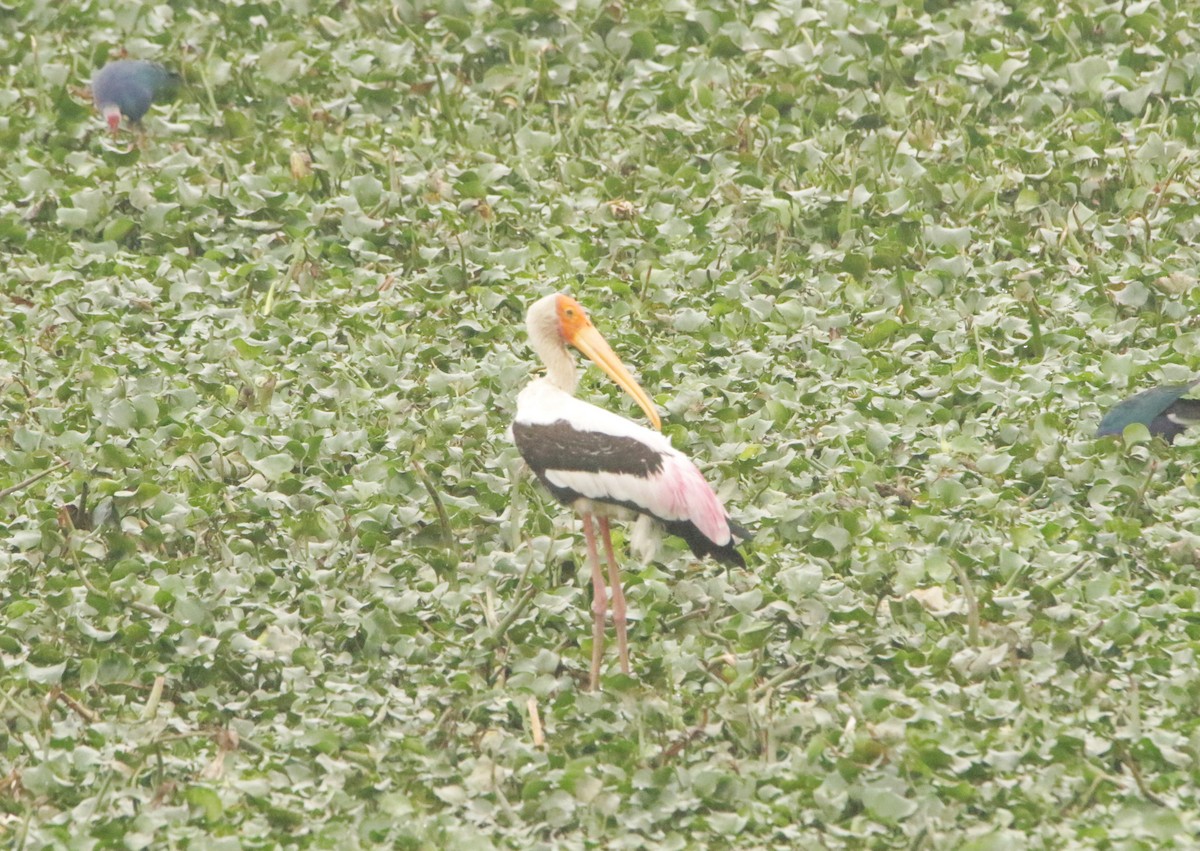 Painted Stork - ML646406427