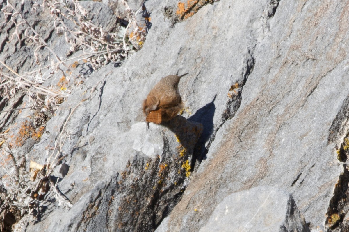 Troglodyte des canyons - ML646406428