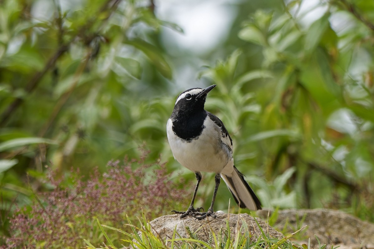 konipas indický - ML646406429