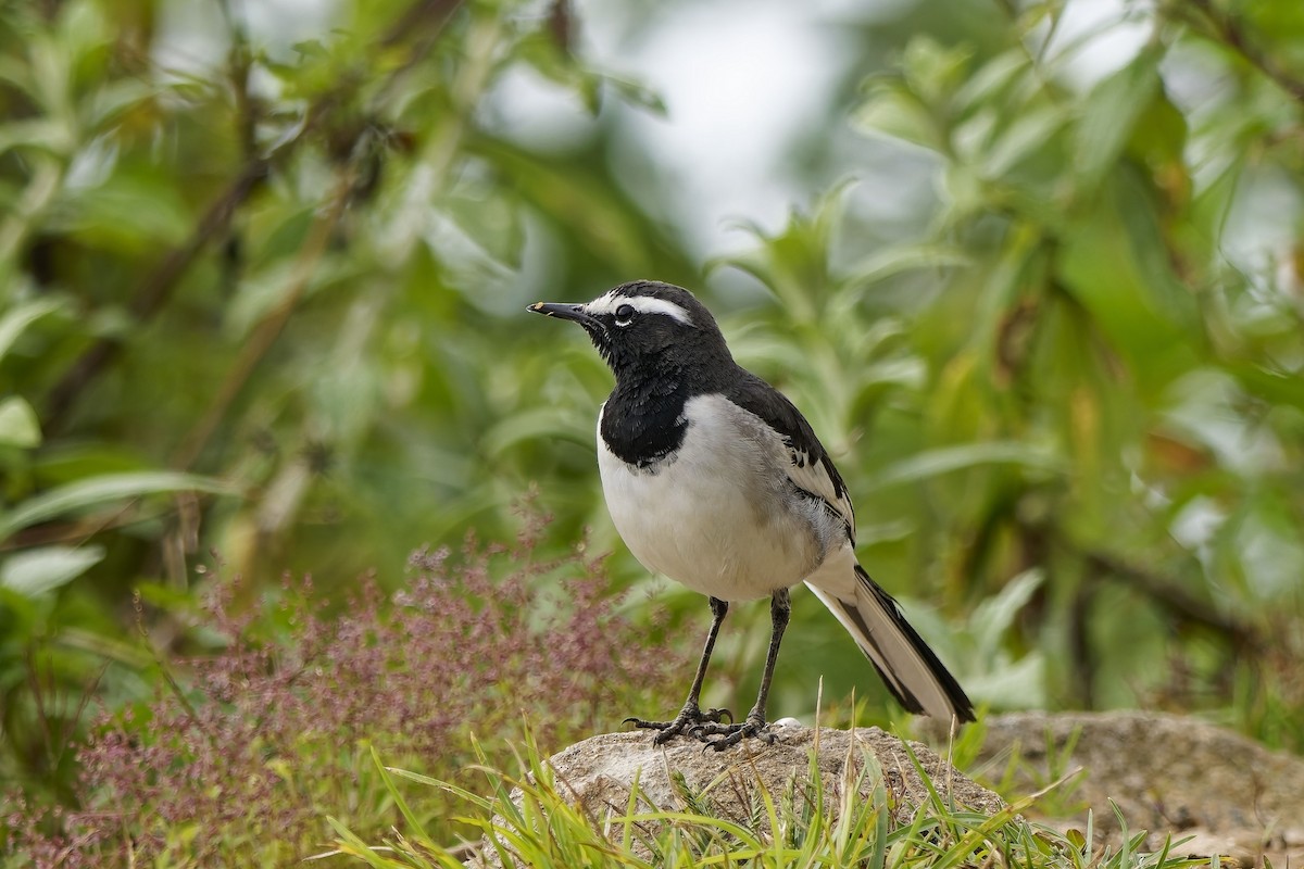 konipas indický - ML646406430