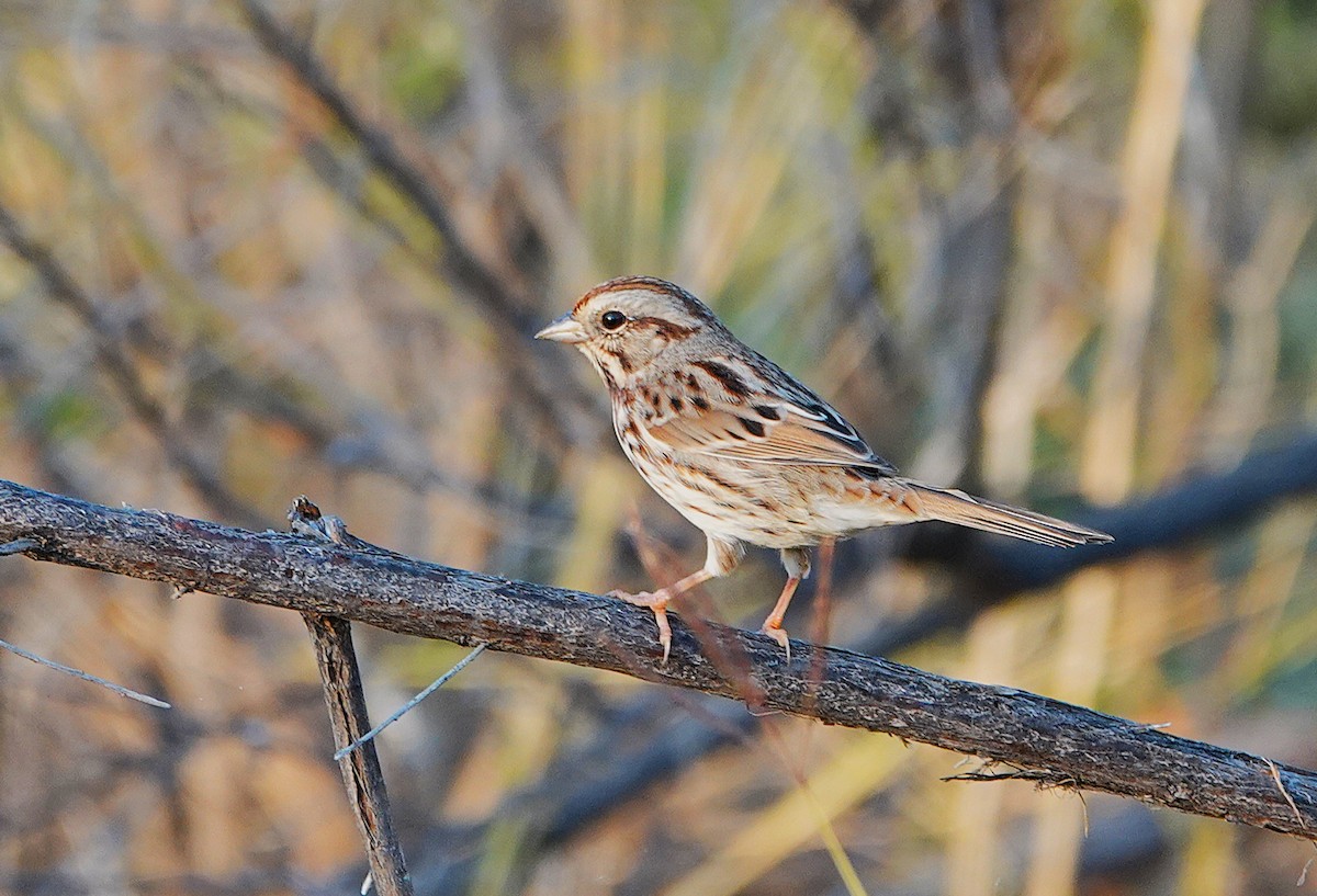 Song Sparrow - ML646406434