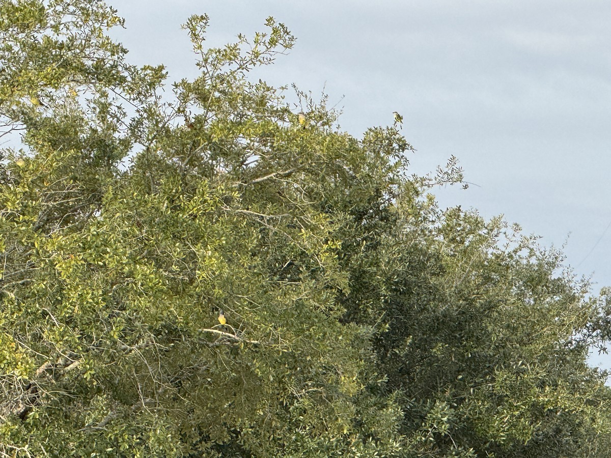 Western Kingbird - ML646406435
