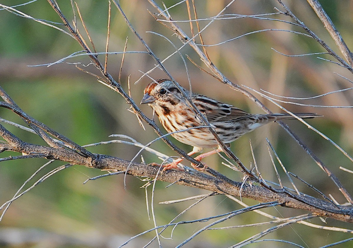 Song Sparrow - ML646406437