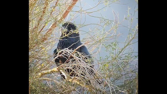 Erroi handia - ML646406438