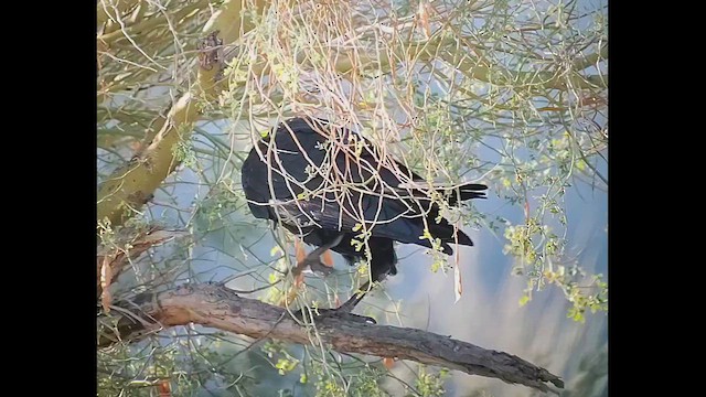 Erroi handia - ML646406439