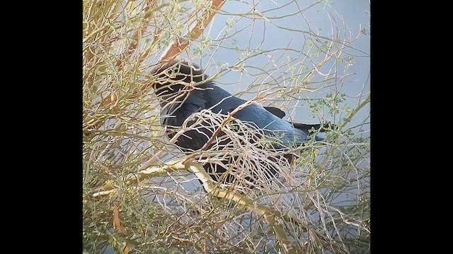 Erroi handia - ML646406440