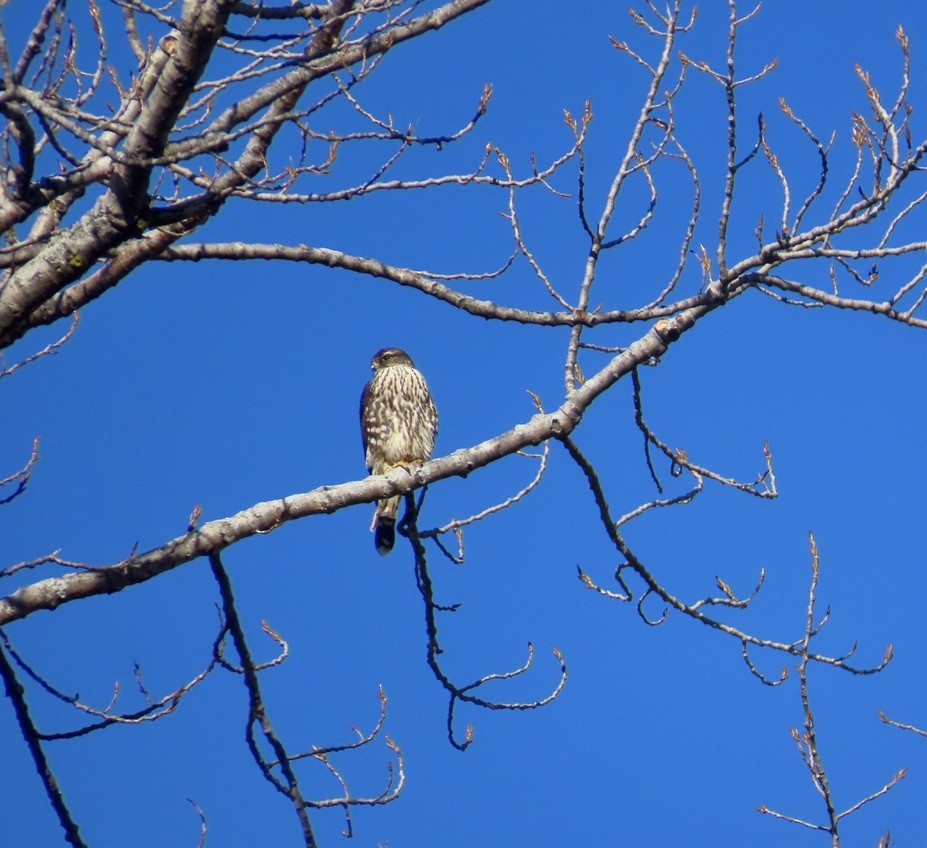 Merlin - ML646406441