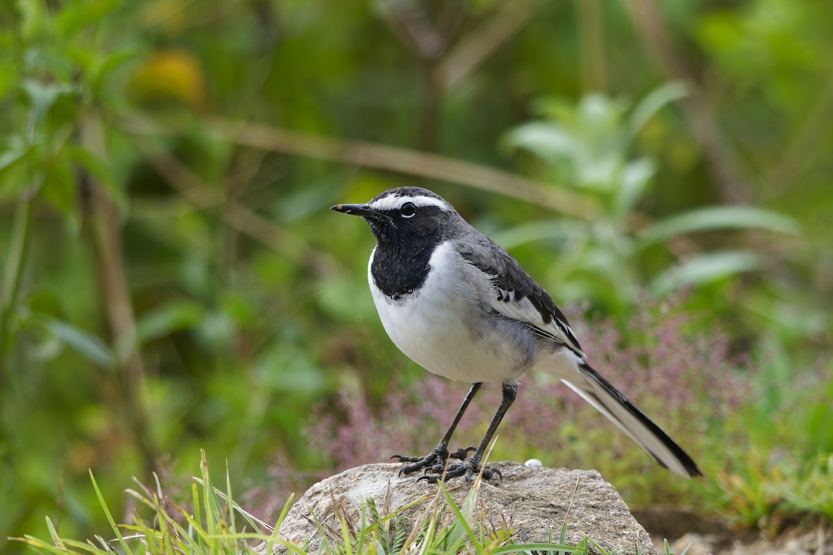 konipas indický - ML646406443