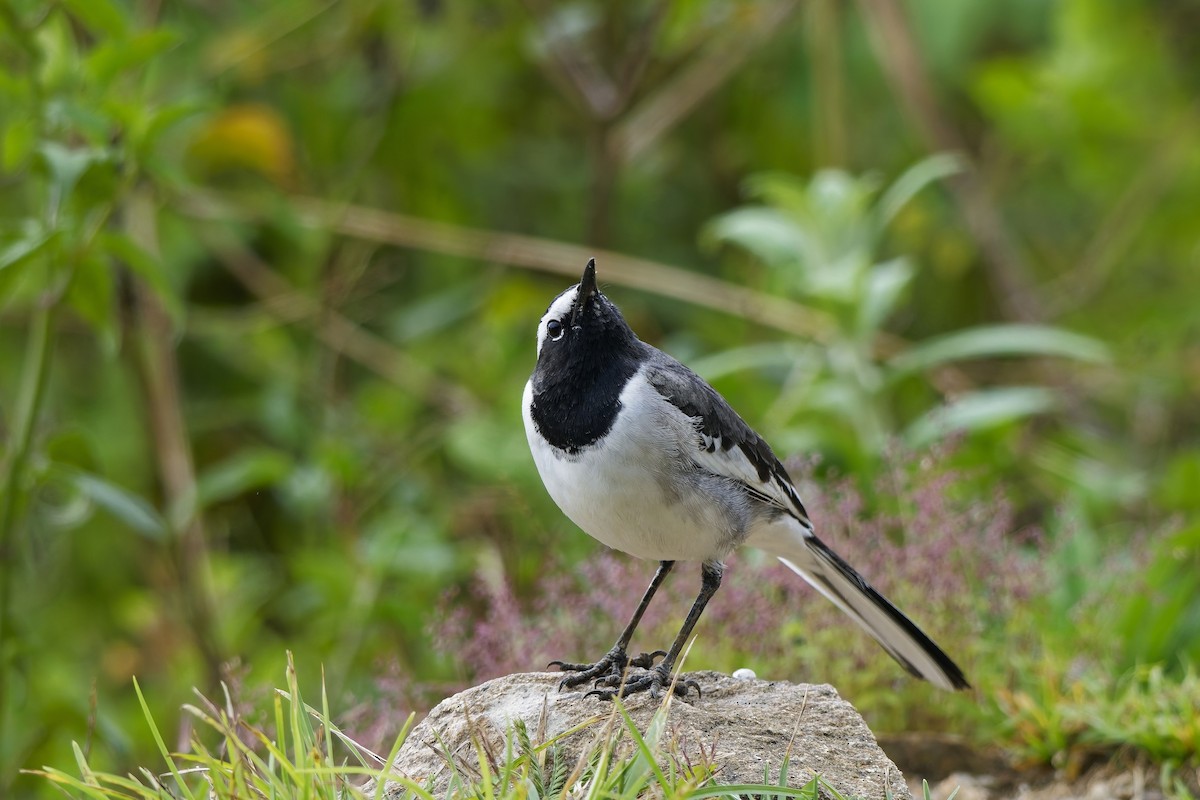 konipas indický - ML646406444