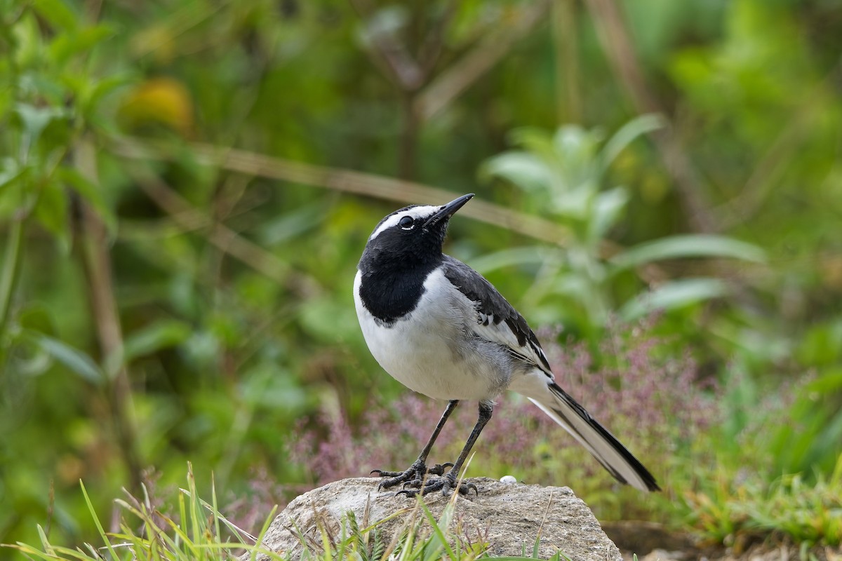 konipas indický - ML646406447