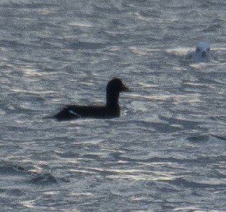 Velvet Scoter - ML646406449