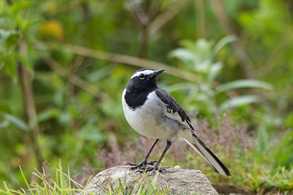 konipas indický - ML646406450