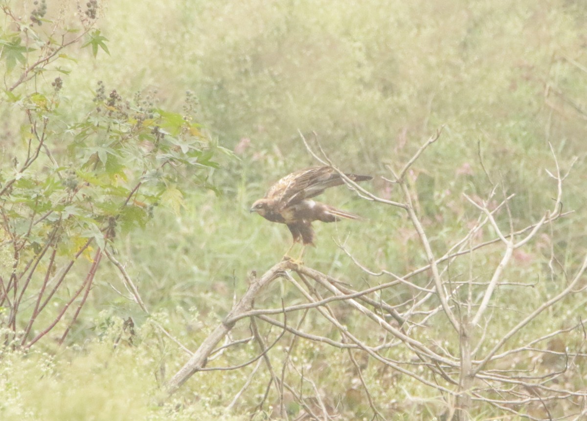 Western Marsh Harrier - ML646406452