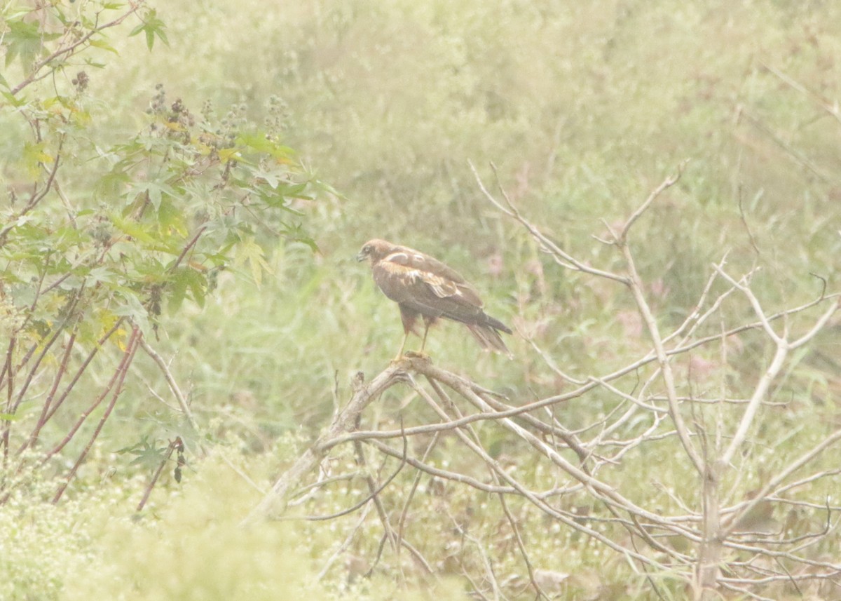 Western Marsh Harrier - ML646406453