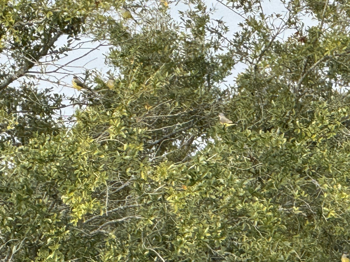 Western Kingbird - ML646406457