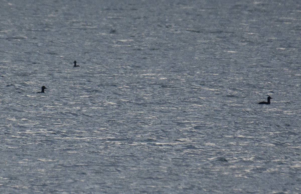 Velvet Scoter - ML646406464