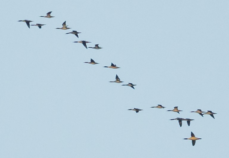 morčák velký - ML646406465