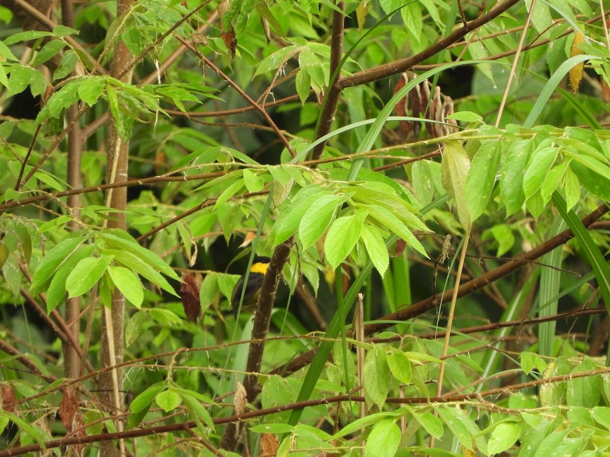 Golden-collared Manakin - ML646406466