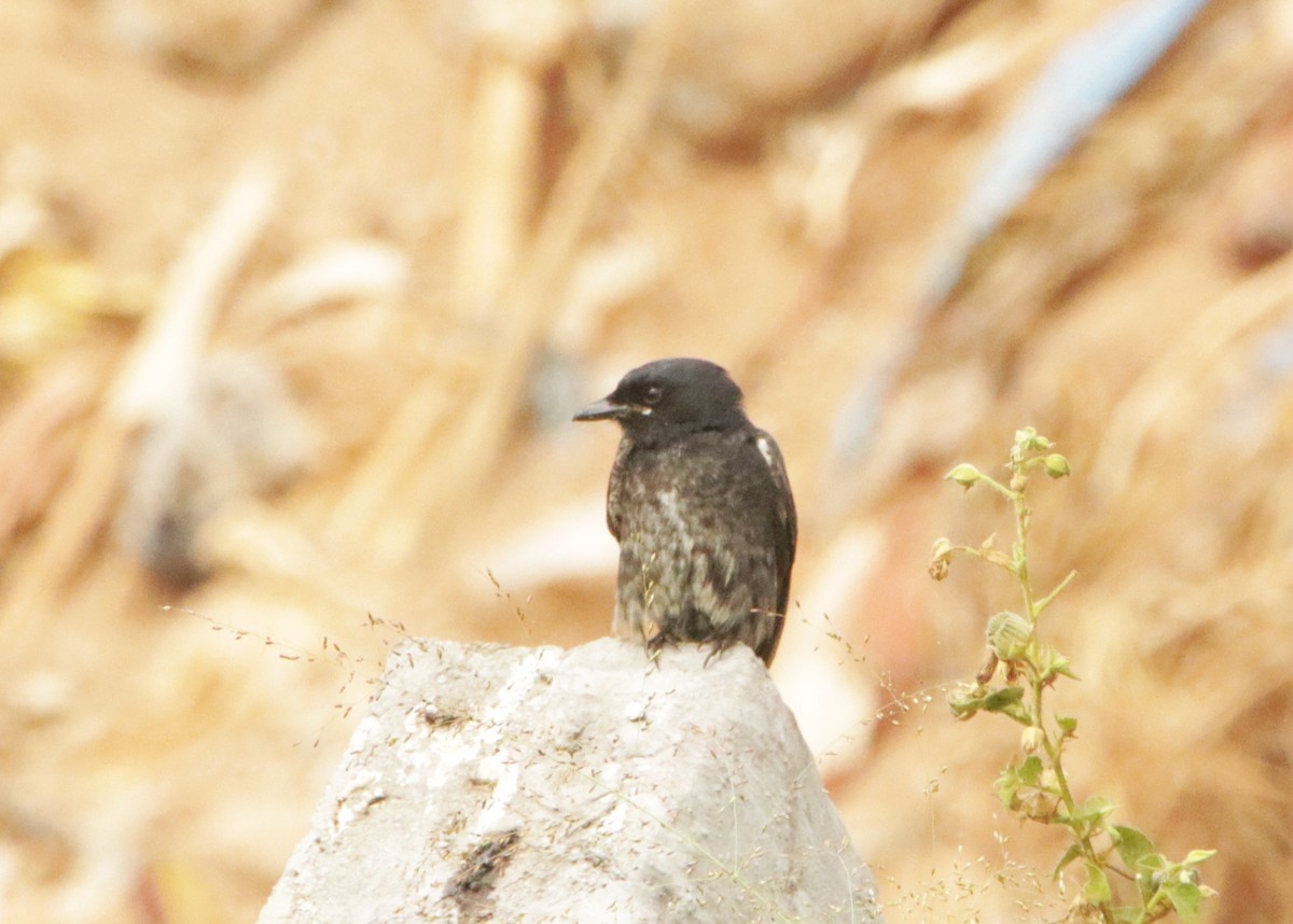 Black Drongo - ML646406469