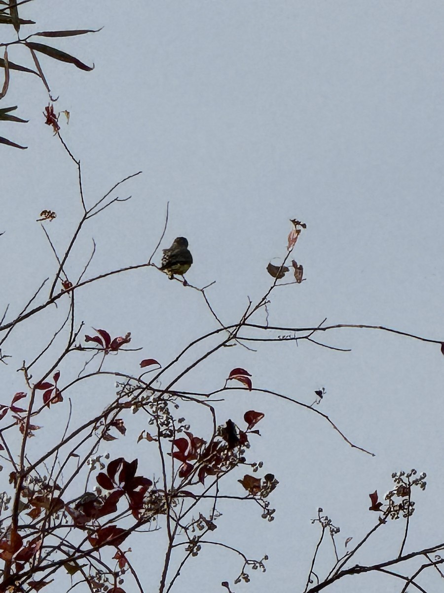Western Kingbird - ML646406472