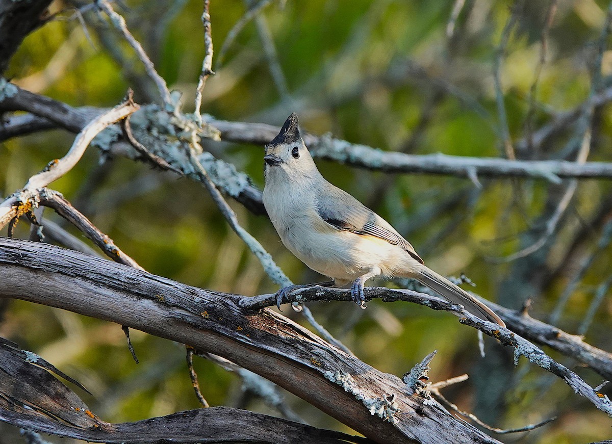 Black-crested Titmouse - ML646406484
