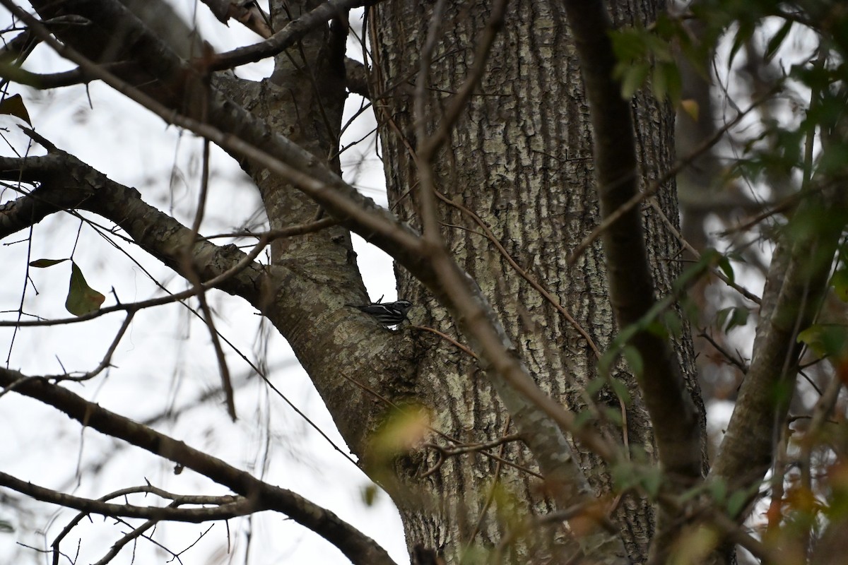 Black-and-white Warbler - ML646406485
