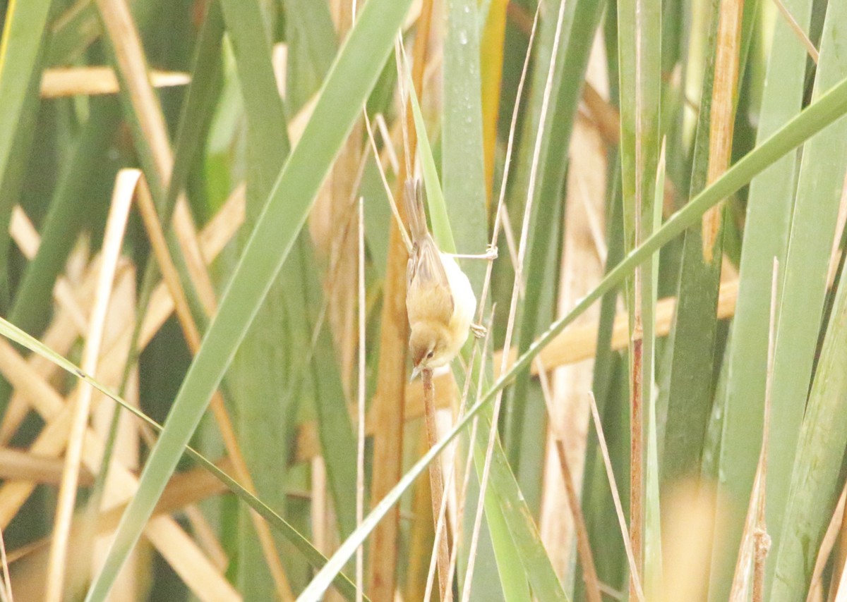 Paddyfield Warbler - ML646406489