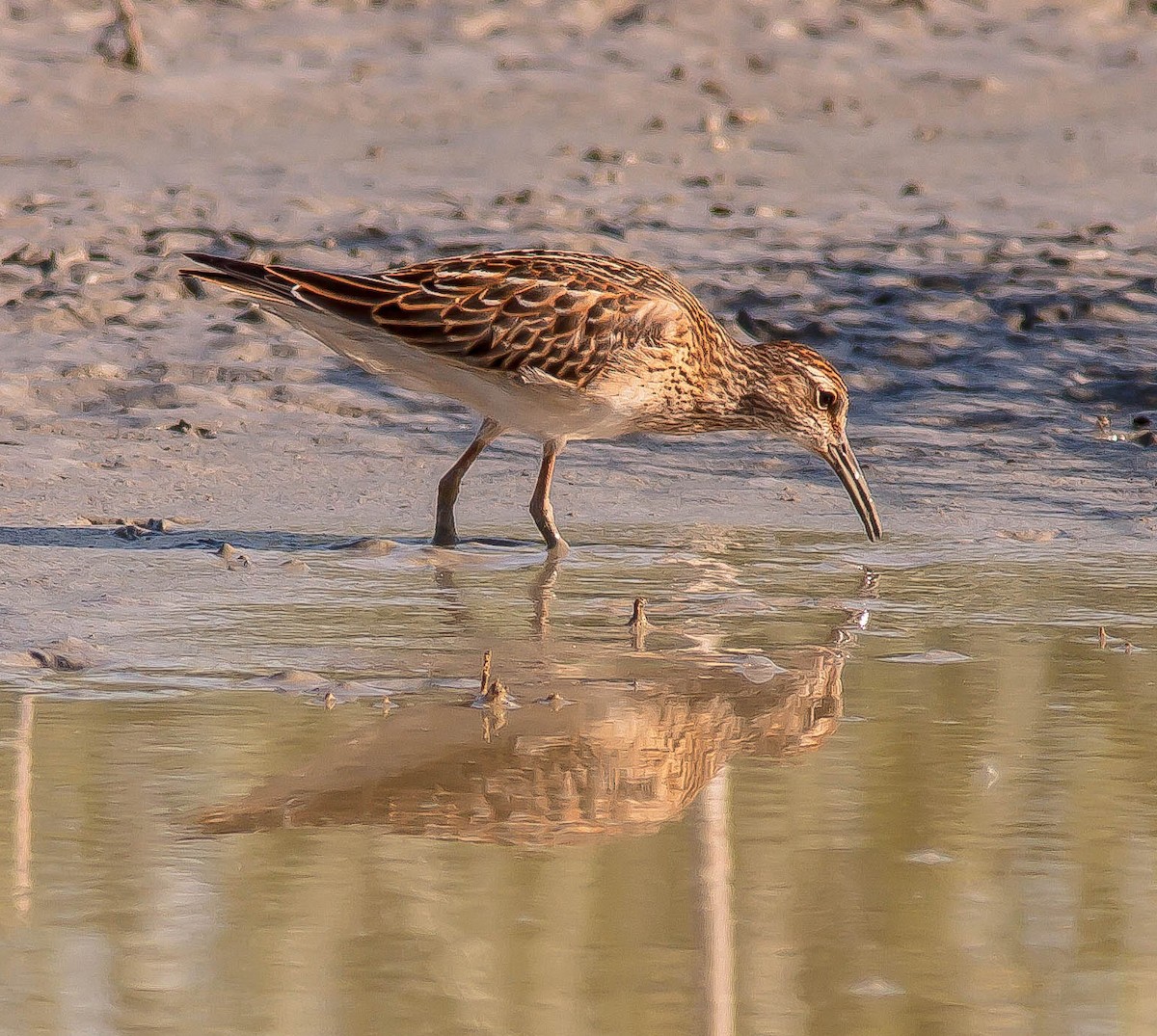 美洲尖尾濱鷸 - ML646406491