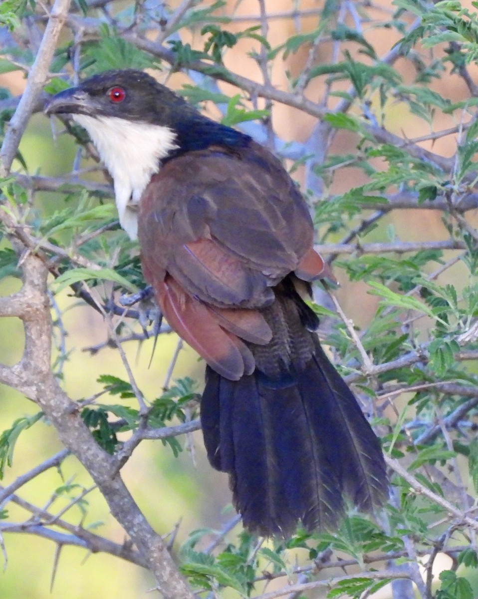 Burchell's Coucal - ML646406492