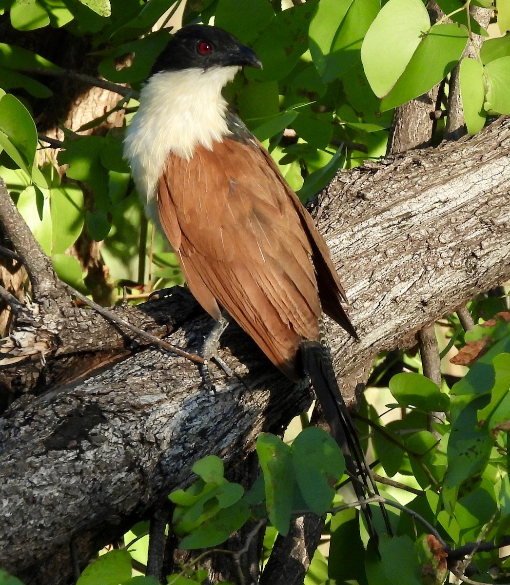 Burchell's Coucal - ML646406493