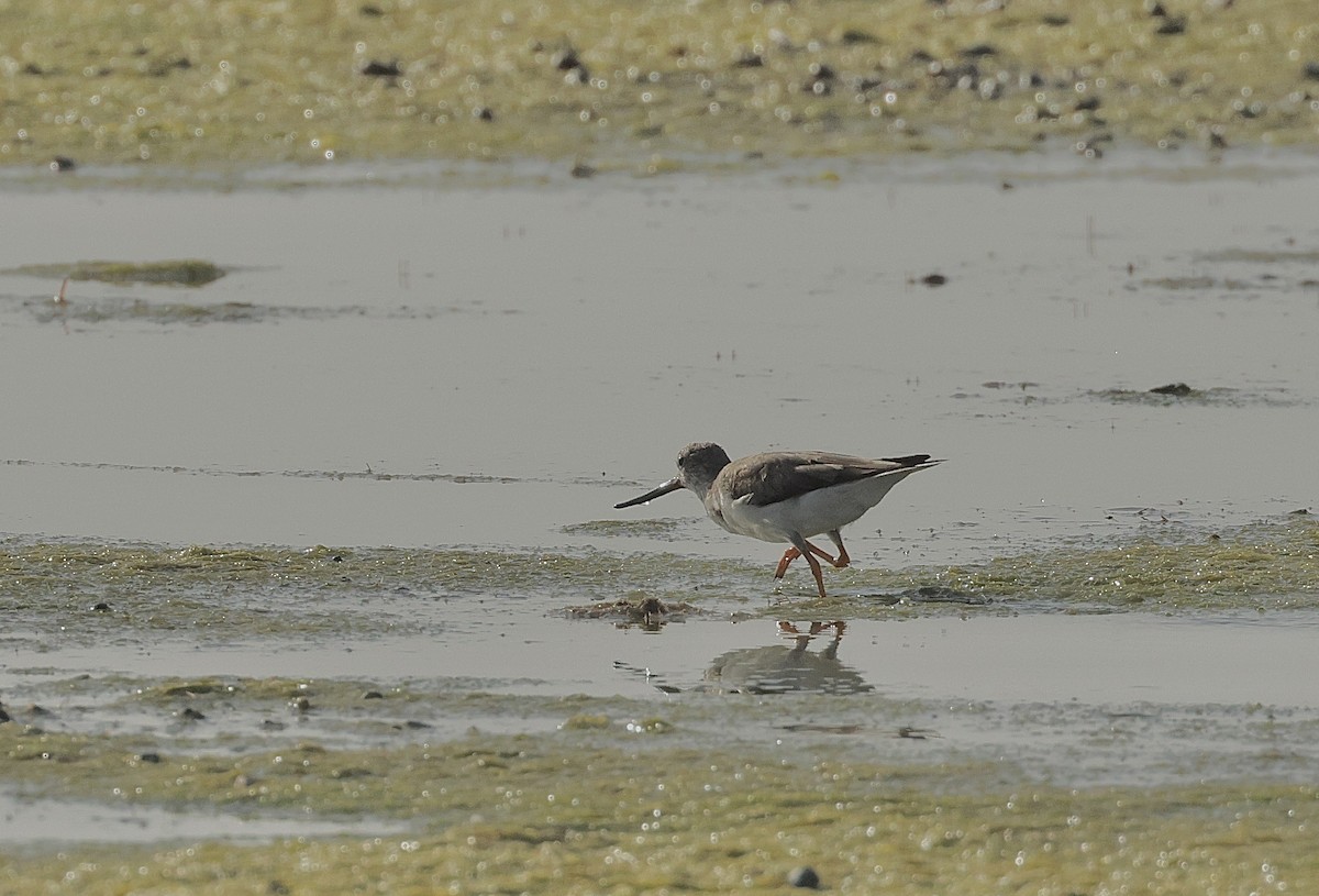 Terek Sandpiper - ML646406496