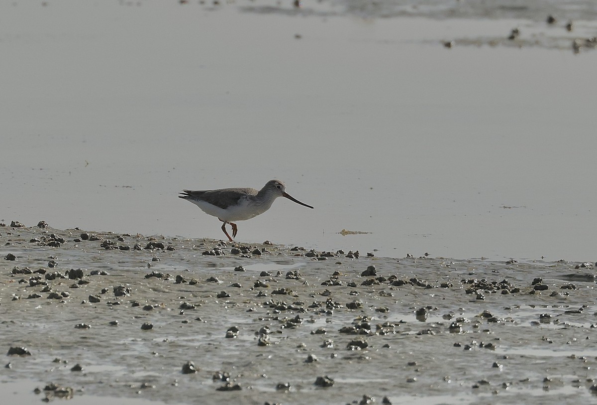 Terek Sandpiper - ML646406497