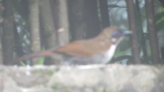 Gray-sided Laughingthrush - ML646406499
