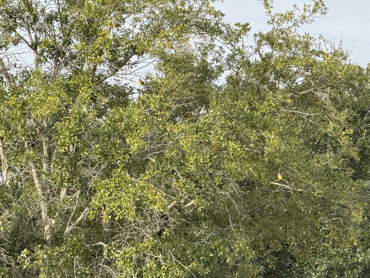 Western Kingbird - ML646406500