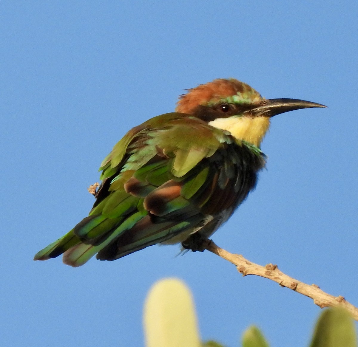 European Bee-eater - ML646406502