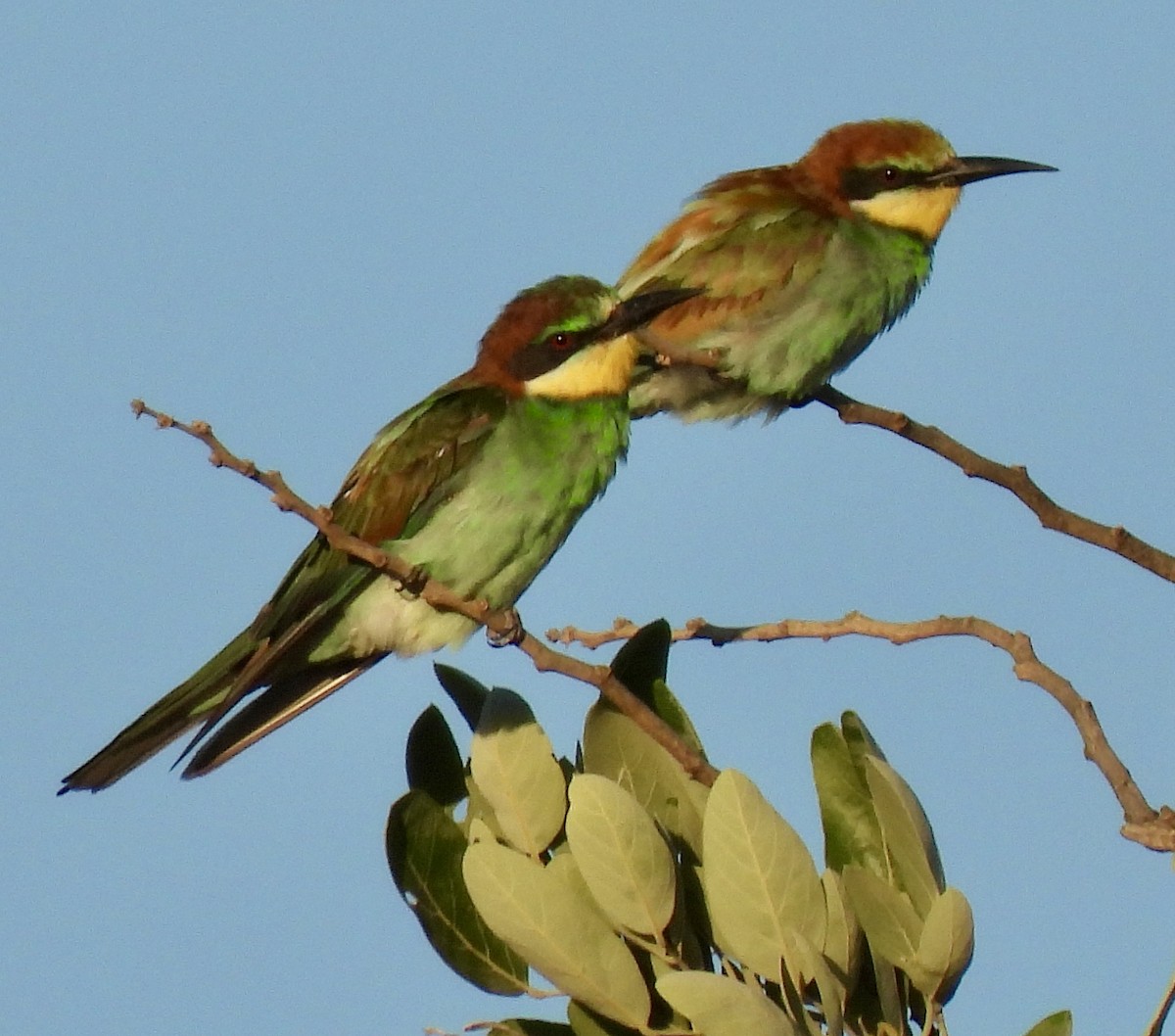 European Bee-eater - ML646406503