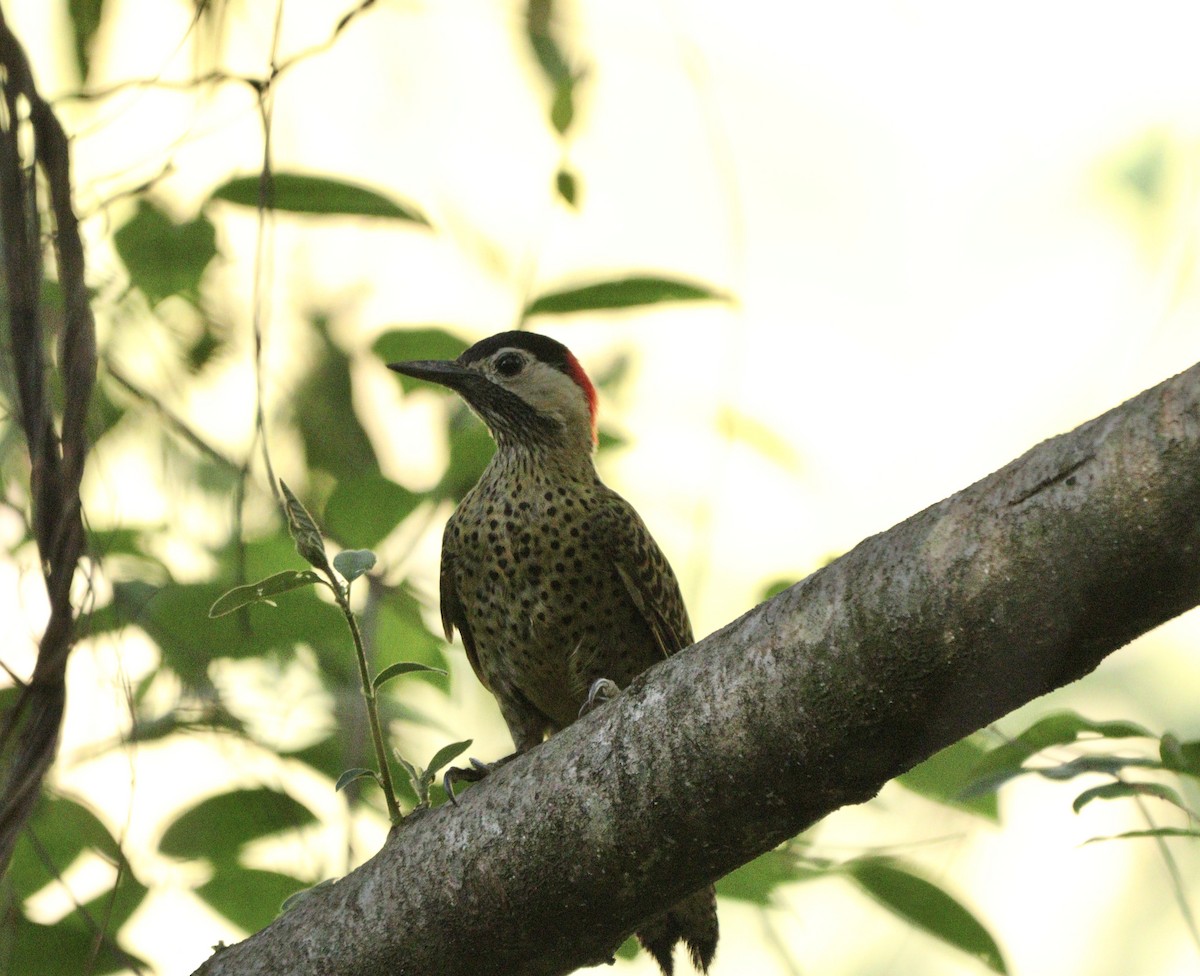 Декол плямистоволий - ML646406505