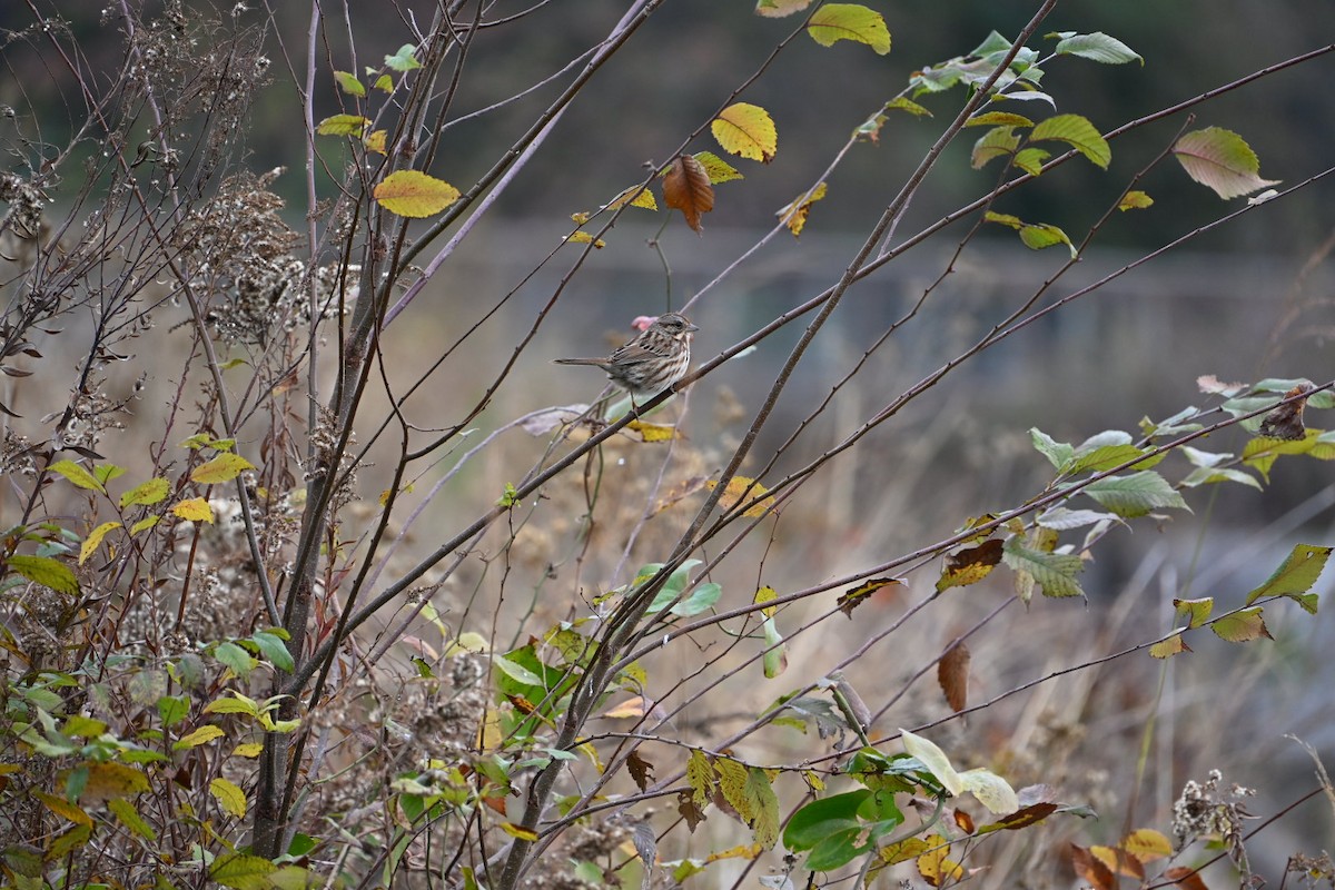 Song Sparrow - ML646406506