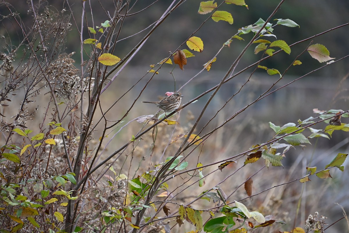 Song Sparrow - ML646406507