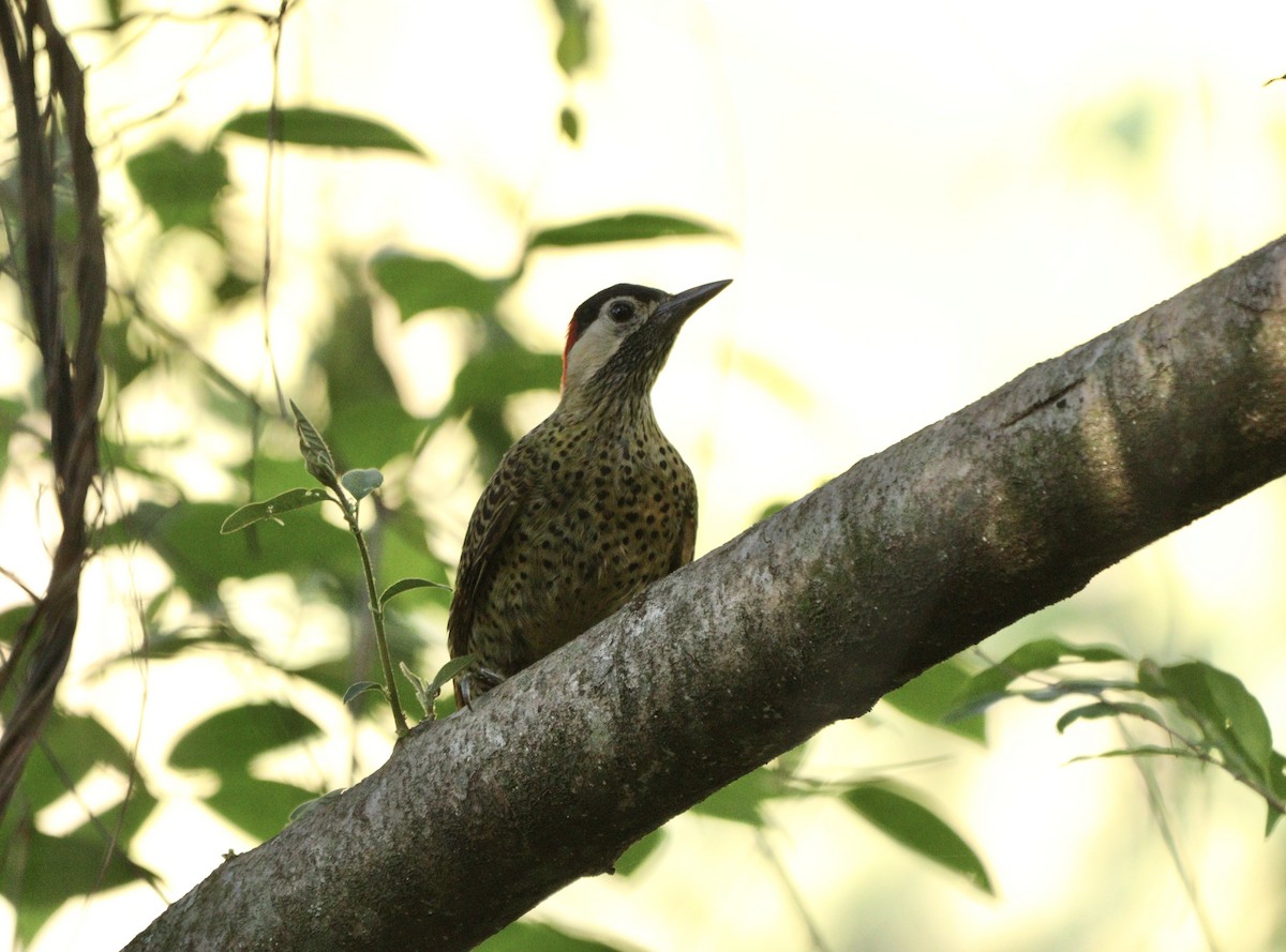 Декол плямистоволий - ML646406509