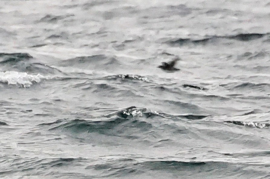 alkoun aleutský - ML646406510