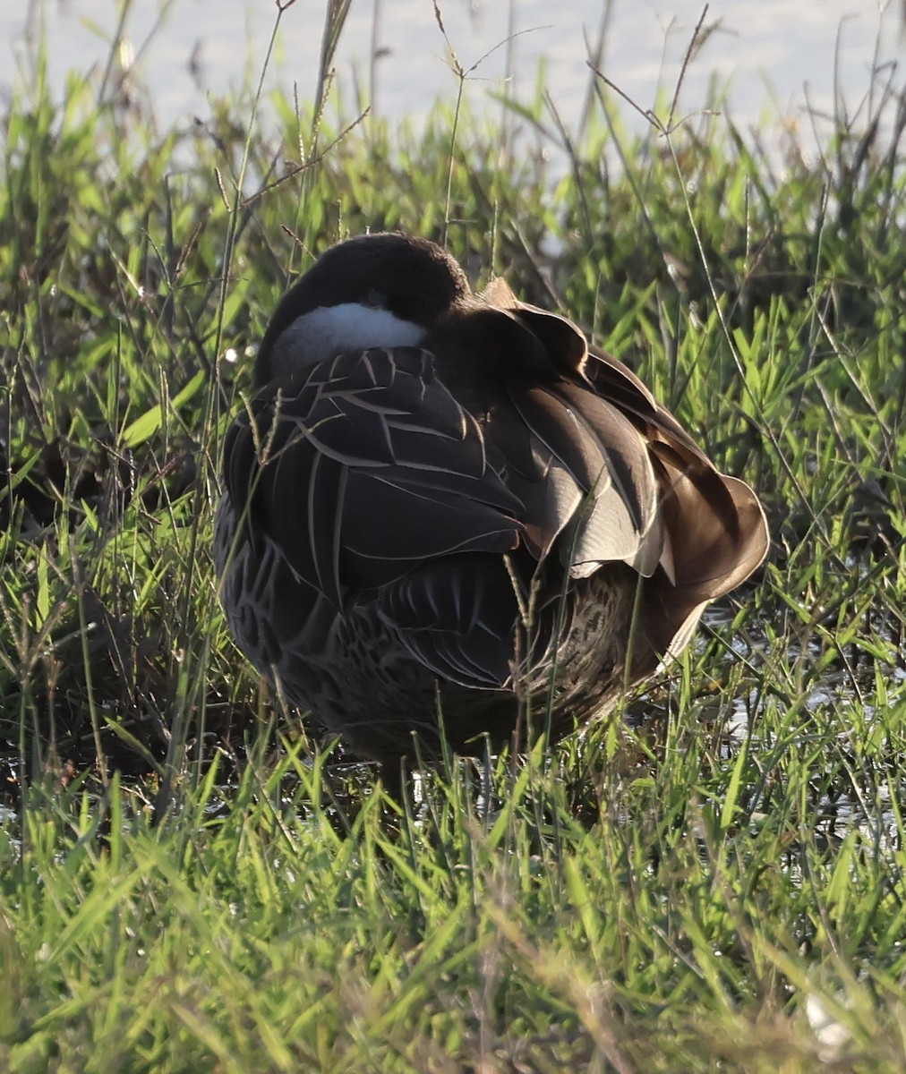 Red-billed Duck - ML646406512